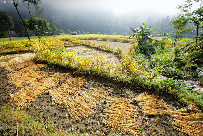 Recoltes de riz, Népal